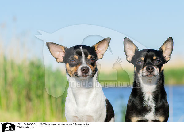 Chihuahuas / Chihuahuas / IF-14358