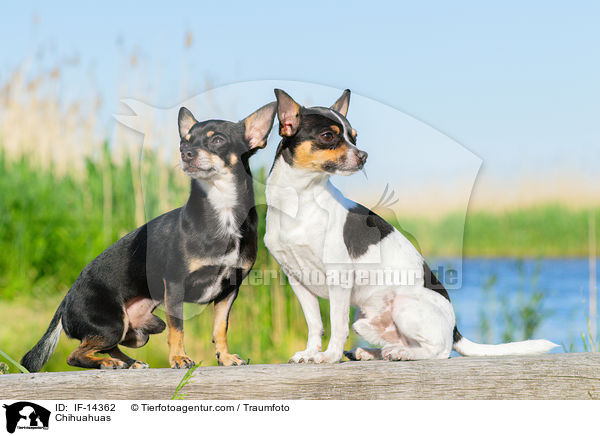 Chihuahuas / Chihuahuas / IF-14362