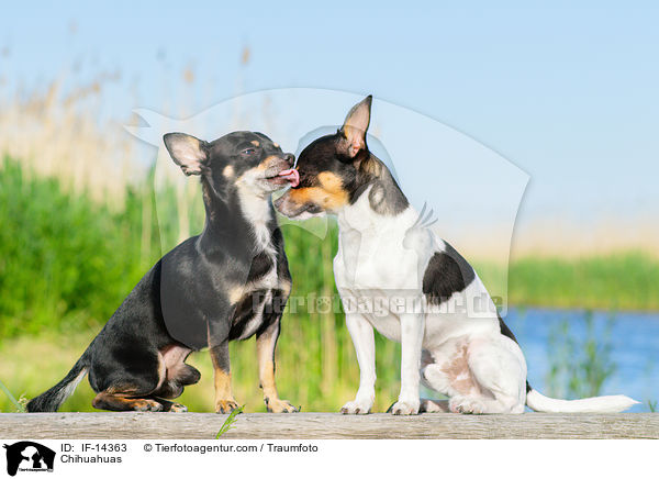 Chihuahuas / Chihuahuas / IF-14363