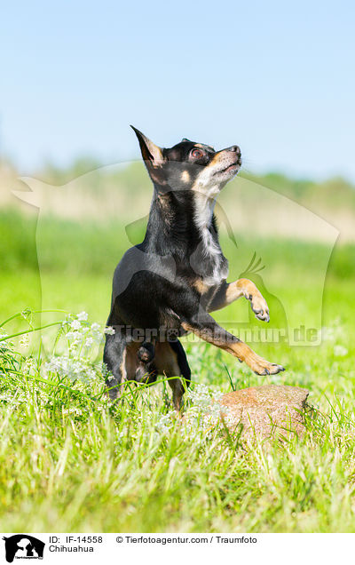 Chihuahua / Chihuahua / IF-14558