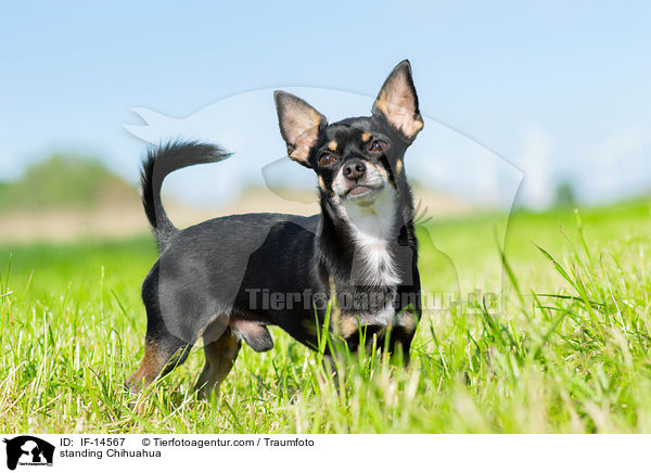 stehender Chihuahua / standing Chihuahua / IF-14567