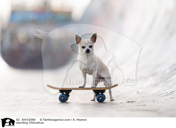 stehender Chihuahua / standing Chihuahua / AH-03069
