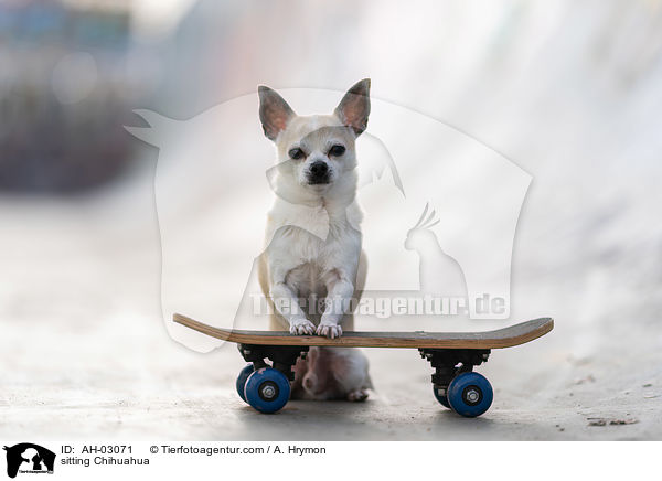 sitzender Chihuahua / sitting Chihuahua / AH-03071