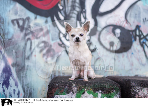 sitzender Chihuahua / sitting Chihuahua / AH-03077
