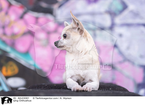 liegender Chihuahua / lying Chihuahua / AH-03081