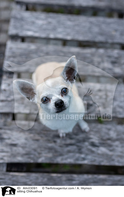 sitzender Chihuahua / sitting Chihuahua / AH-03091