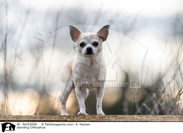 stehender Chihuahua / standing Chihuahua / AH-03098
