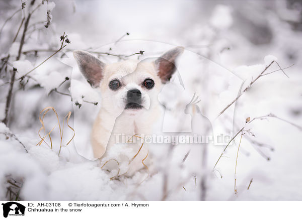 Chihuahua im Schnee / Chihuahua in the snow / AH-03108