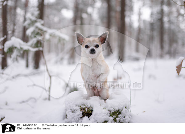 Chihuahua im Schnee / Chihuahua in the snow / AH-03110
