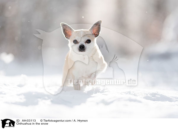 Chihuahua im Schnee / Chihuahua in the snow / AH-03113