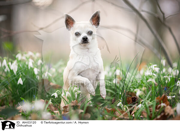 Chihuahua / Chihuahua / AH-03120