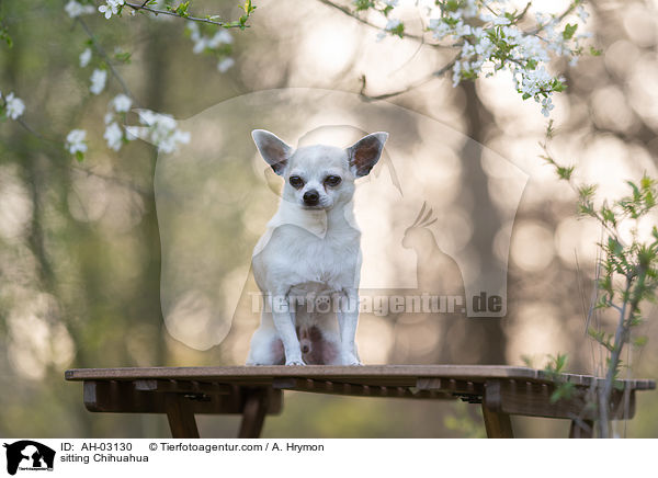 sitzender Chihuahua / sitting Chihuahua / AH-03130