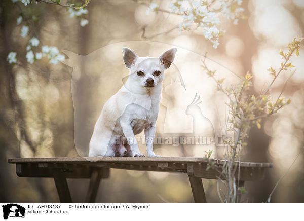 sitzender Chihuahua / sitting Chihuahua / AH-03137