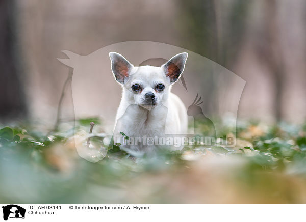 Chihuahua / Chihuahua / AH-03141