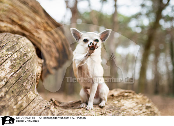 sitzender Chihuahua / sitting Chihuahua / AH-03148