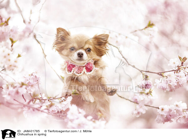 Chihuahua im Frhling / Chihuahua in spring / JAM-01785