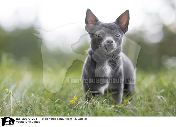 junger Chihuahua / young Chihuahua / JEG-01204