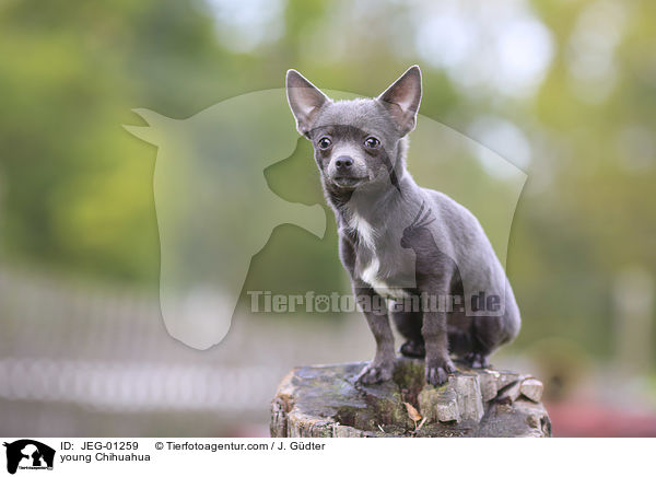 junger Chihuahua / young Chihuahua / JEG-01259