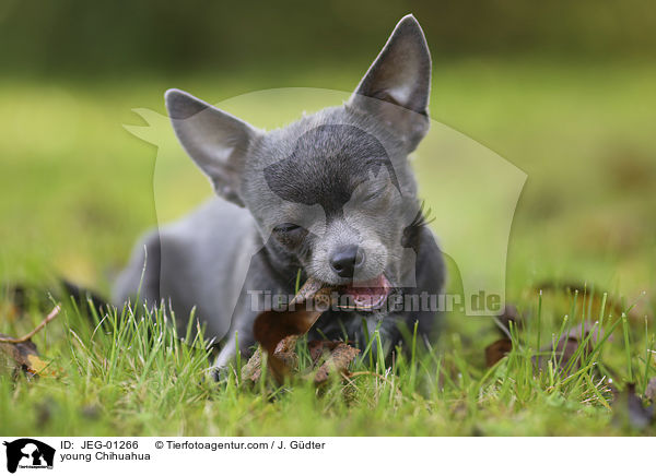 junger Chihuahua / young Chihuahua / JEG-01266