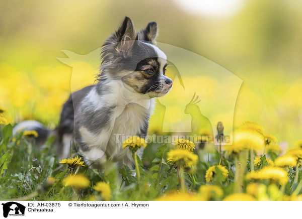 Chihuahua / Chihuahua / AH-03875