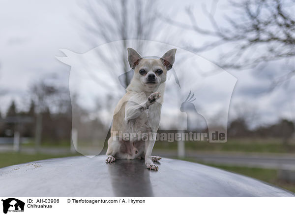 Chihuahua / Chihuahua / AH-03906