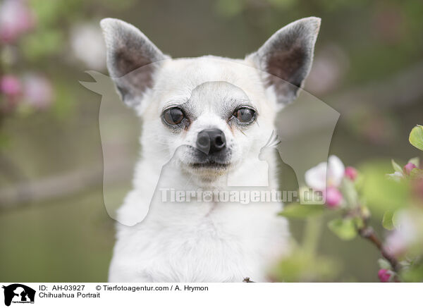 Chihuahua Portrait / AH-03927