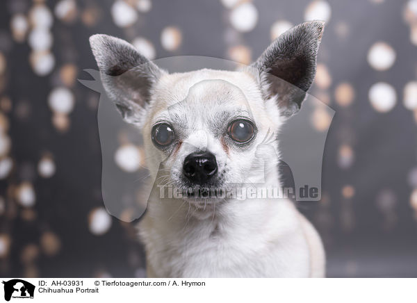 Chihuahua Portrait / Chihuahua Portrait / AH-03931