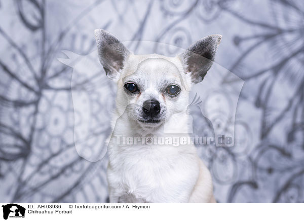 Chihuahua Portrait / Chihuahua Portrait / AH-03936