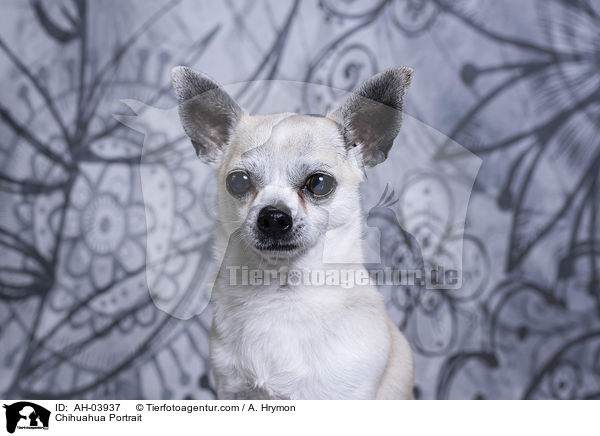 Chihuahua Portrait / Chihuahua Portrait / AH-03937