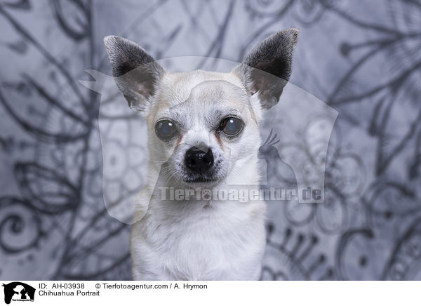 Chihuahua Portrait / Chihuahua Portrait / AH-03938