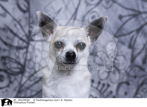 Chihuahua Portrait / Chihuahua Portrait / AH-03939