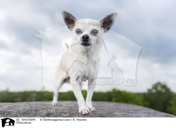 Chihuahua / Chihuahua / AH-03944