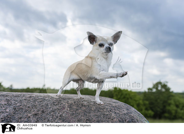 Chihuahua / Chihuahua / AH-03949