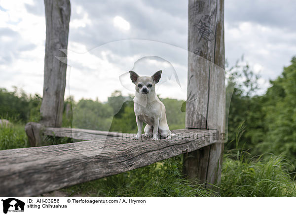 sitzender Chihuahua / sitting Chihuahua / AH-03956