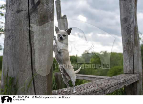 Chihuahua / Chihuahua / AH-03958