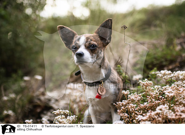 sitzender Chihuahua / sitting Chihuahua / TS-01411