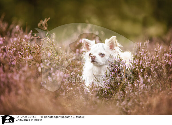 Chihuahua in der Heide / Chihuahua in heath / JAM-02153