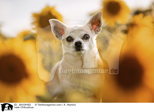 Chihuahua Rde / male Chihuahua / AH-04482