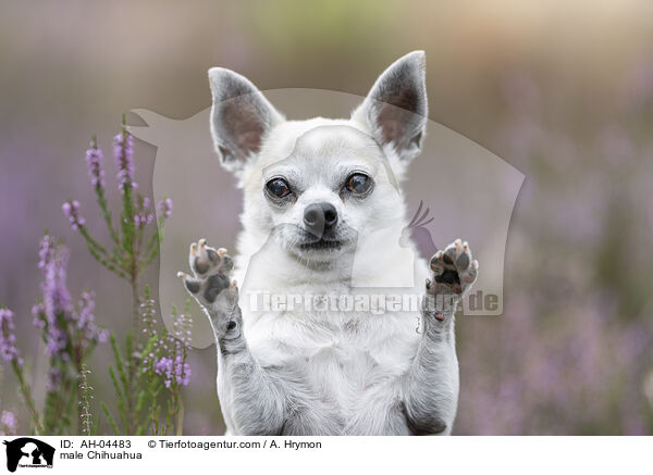 Chihuahua Rde / male Chihuahua / AH-04483