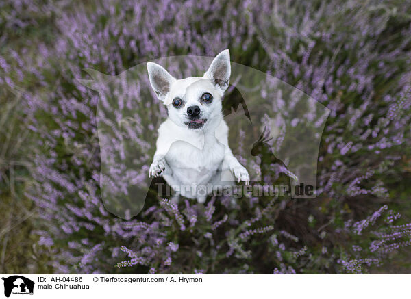 Chihuahua Rde / male Chihuahua / AH-04486
