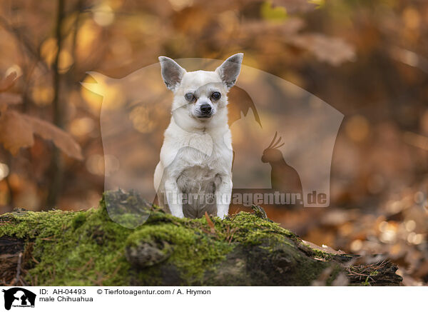 Chihuahua Rde / male Chihuahua / AH-04493