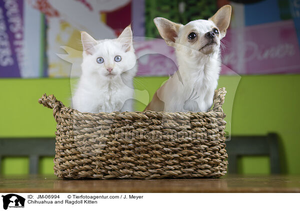 Chihuahua and Ragdoll Kitten / JM-06994