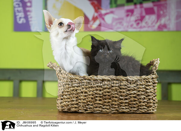 Chihuahua and Ragdoll Kitten / JM-06995