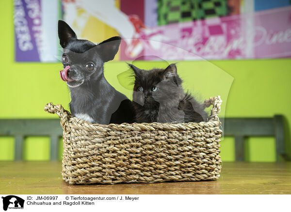 Chihuahua und Ragdoll Ktzchen / Chihuahua and Ragdoll Kitten / JM-06997