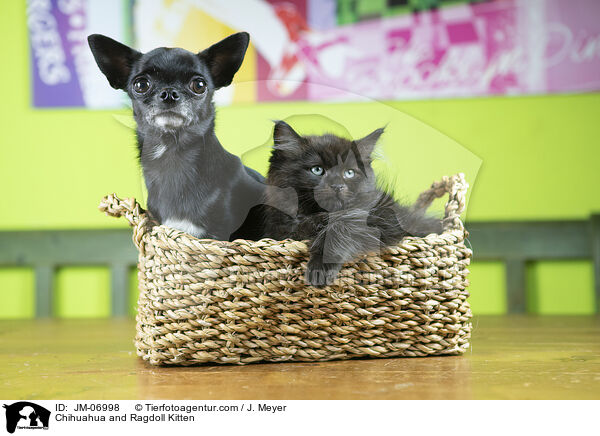 Chihuahua and Ragdoll Kitten / JM-06998