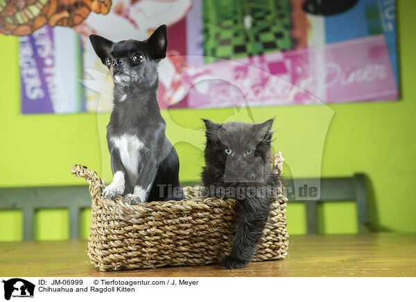 Chihuahua and Ragdoll Kitten / JM-06999