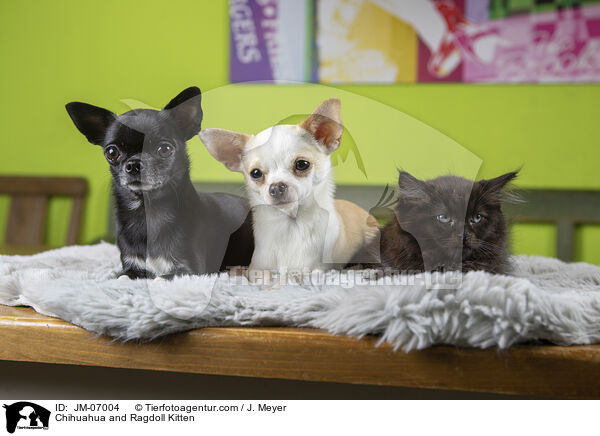 Chihuahua and Ragdoll Kitten / JM-07004