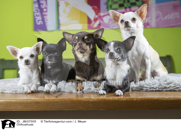 Chihuahuas / Chihuahuas / JM-07005