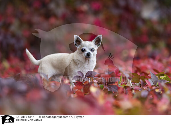 alter Chihuahua Rde / old male Chihuahua / AH-04814