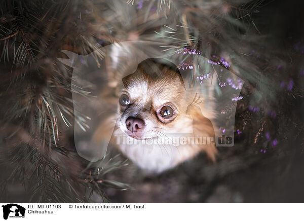 Chihuahua / Chihuahua / MT-01103